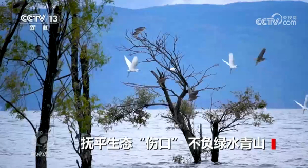 焦点访谈 抚平生态